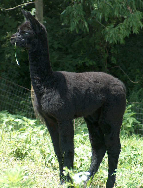 Tikimon