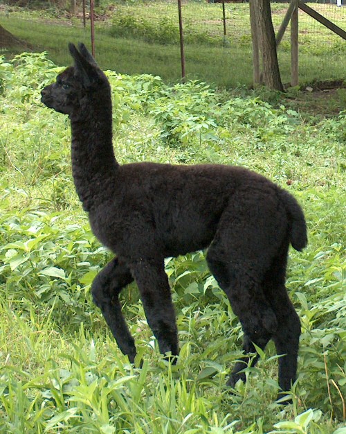 Tikimon