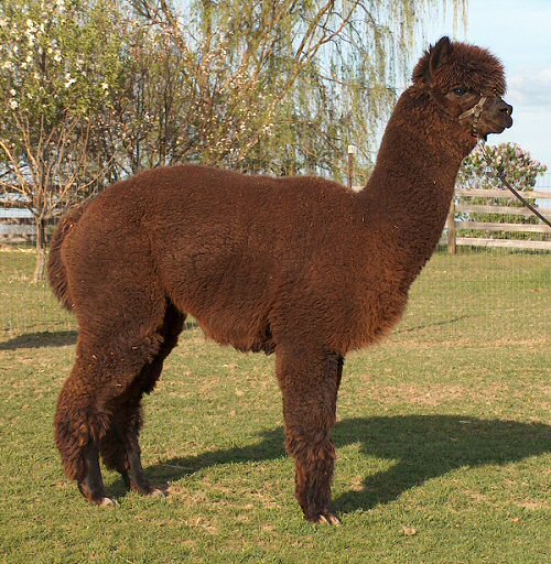 Tupelo - Fiber Animal