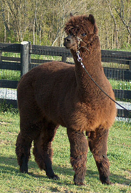 Tupelo - Fiber Animal