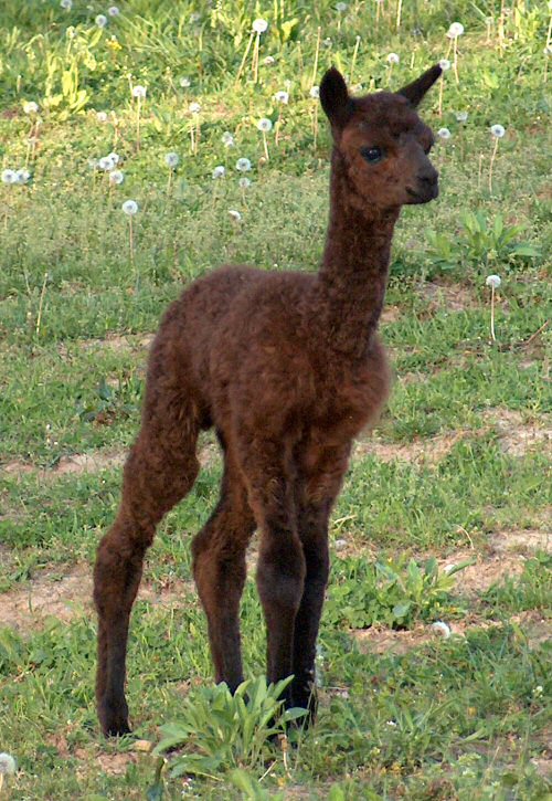 2008 Cria
