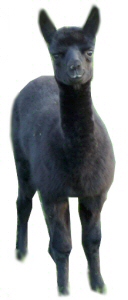 Alpaca Cria of Foxwood Farm