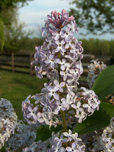 The Lilacs are Blooming