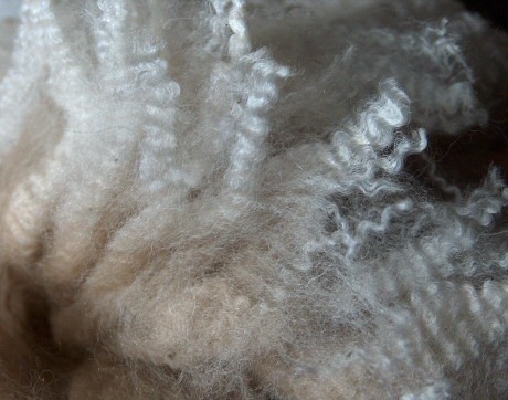 Snowmass Rembrant's Fleece