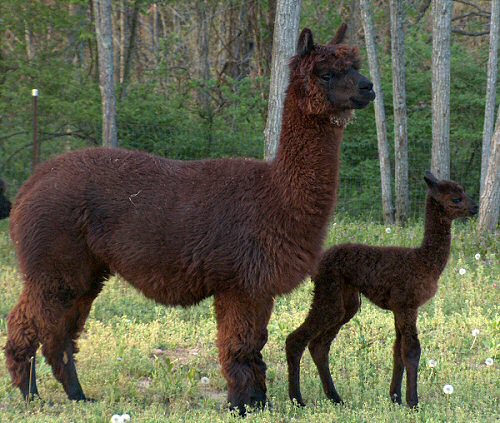Zacapa and 2008 Cria