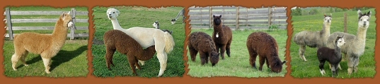 Foxwood Farm Alpacas